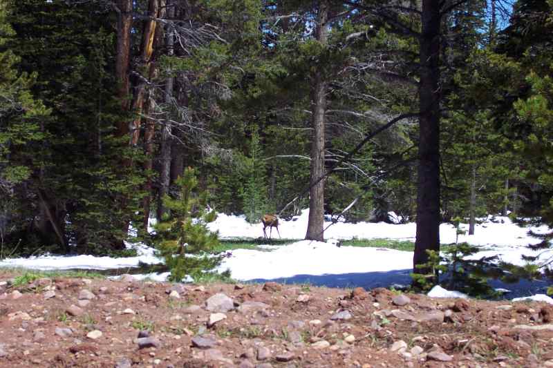 Deer by the trail in the snow